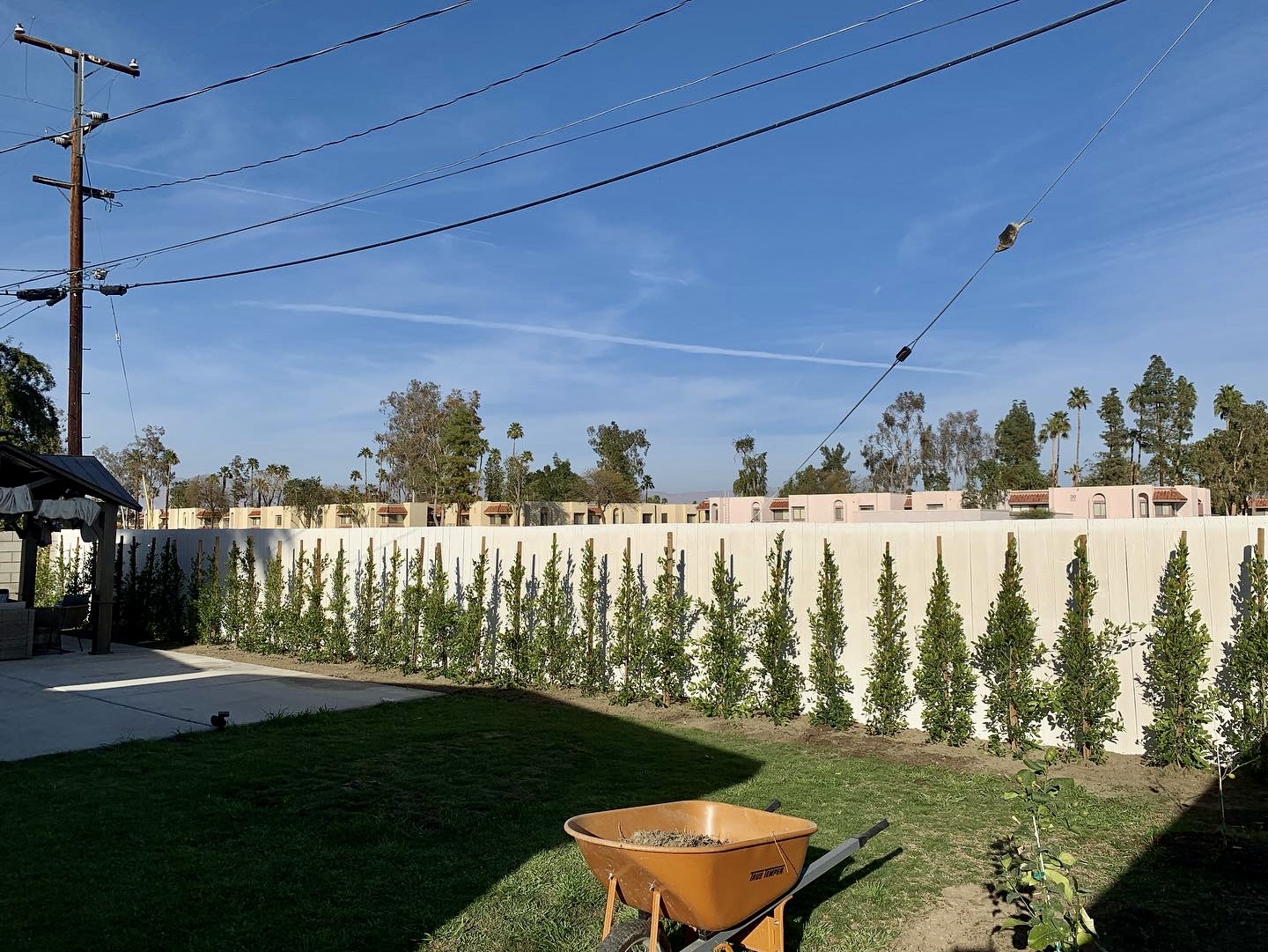 Tall Hollywood-style Ficus hedge planted along a white perimeter wall