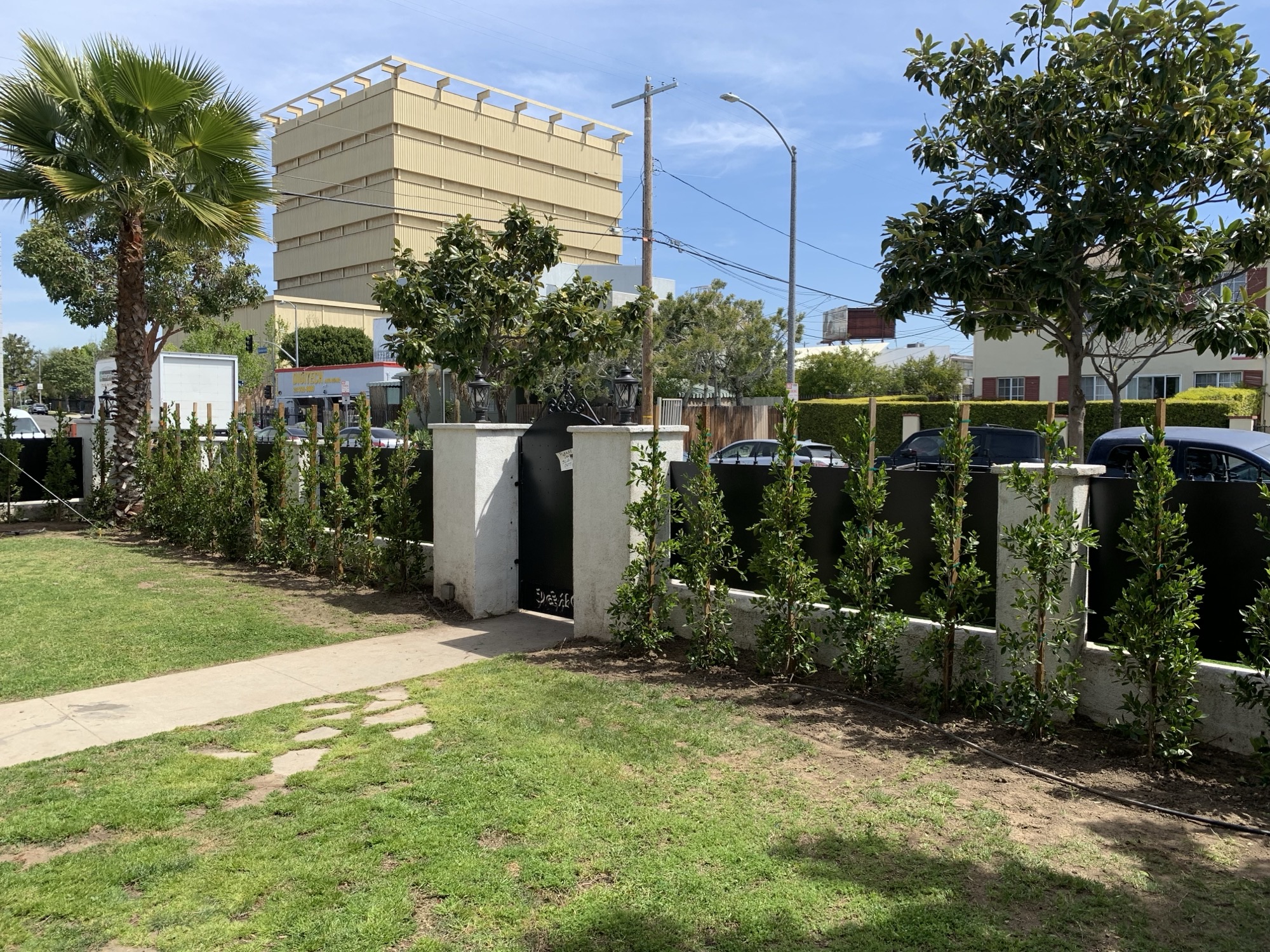 Street-side Ficus privacy hedge planted along a black perimeter fence and gate