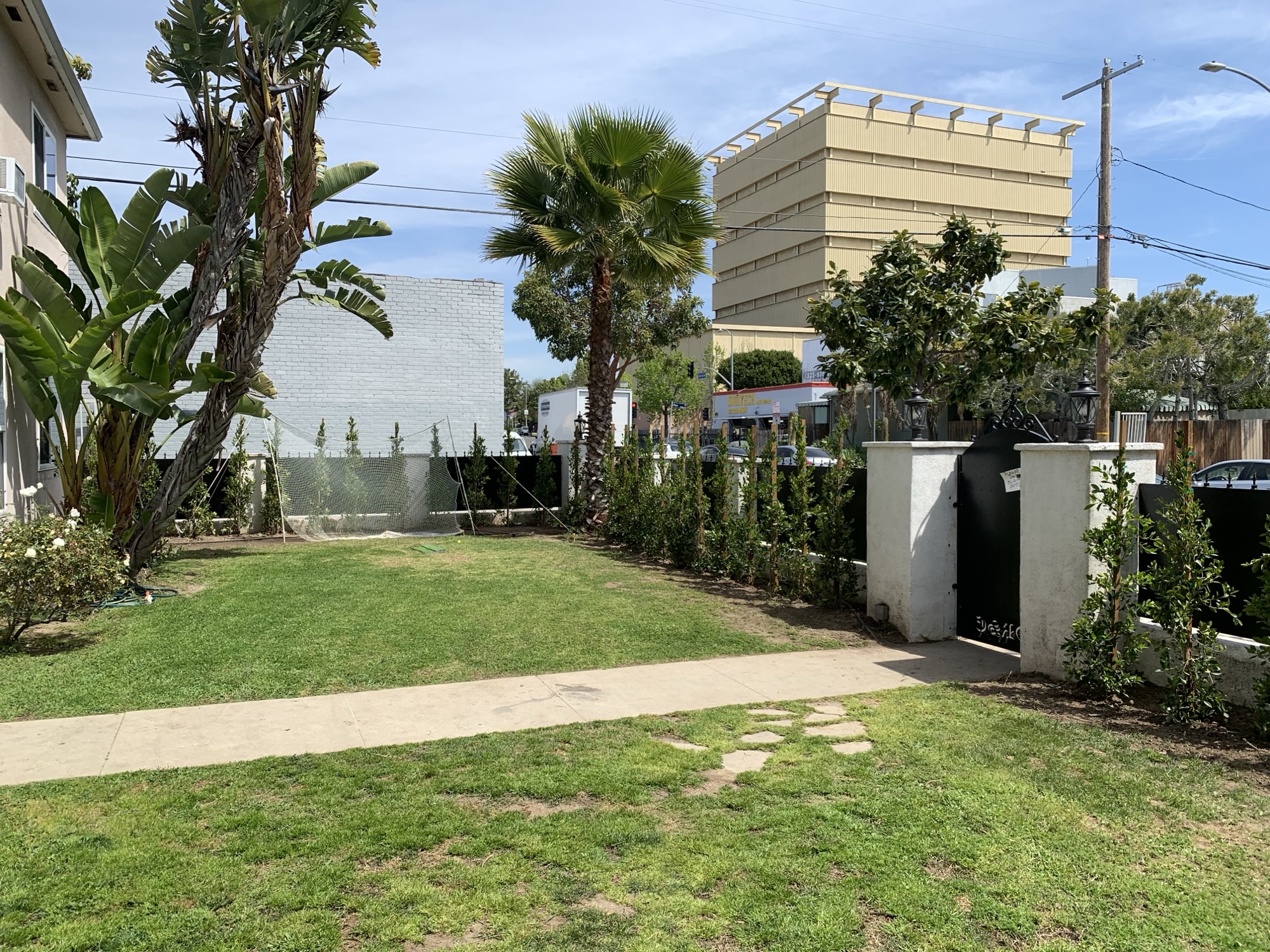 Ficus privacy hedge lining a residential lawn and front gate