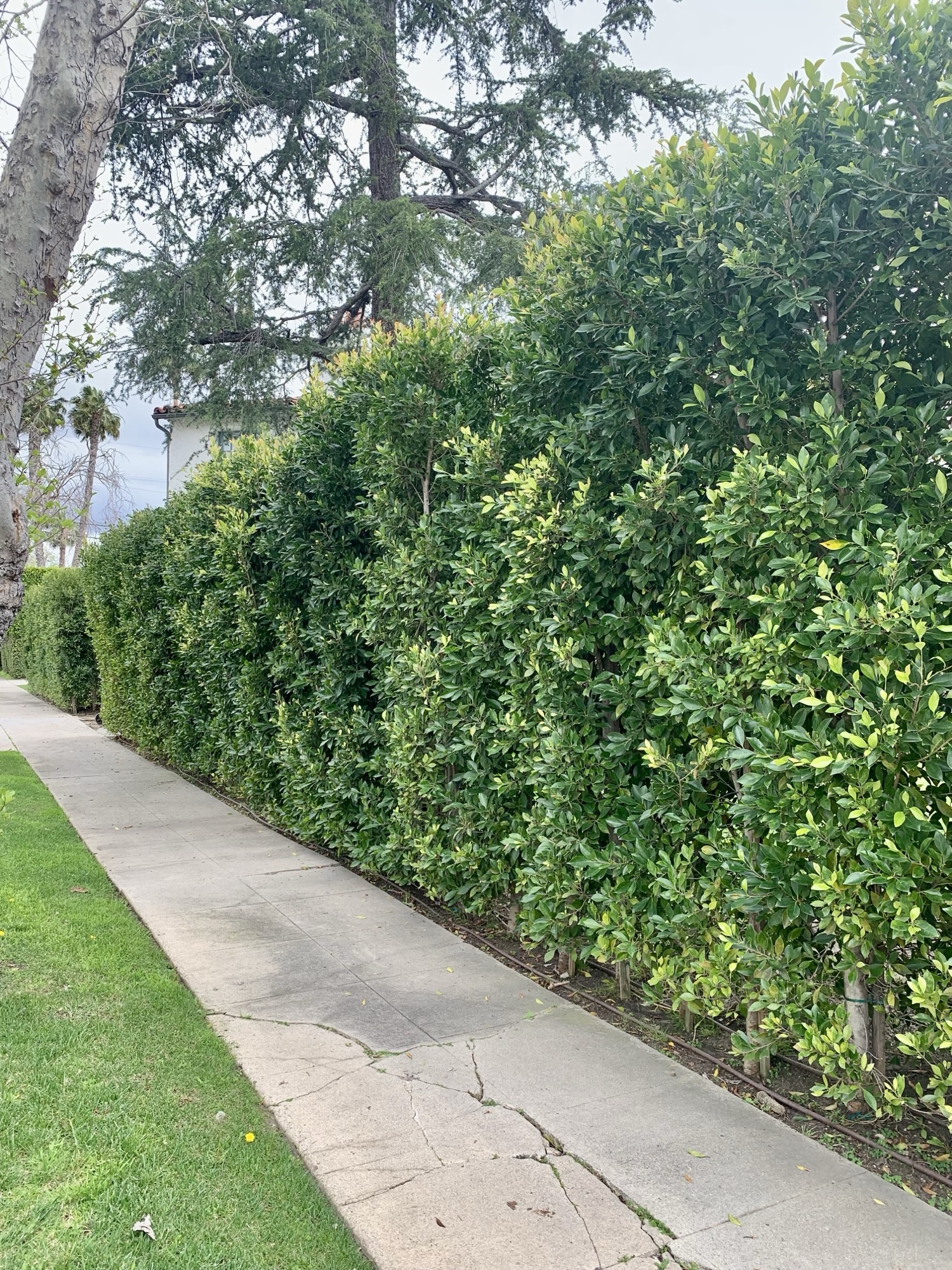 Tall dense Ficus privacy hedge lining a residential sidewalk in Southern California