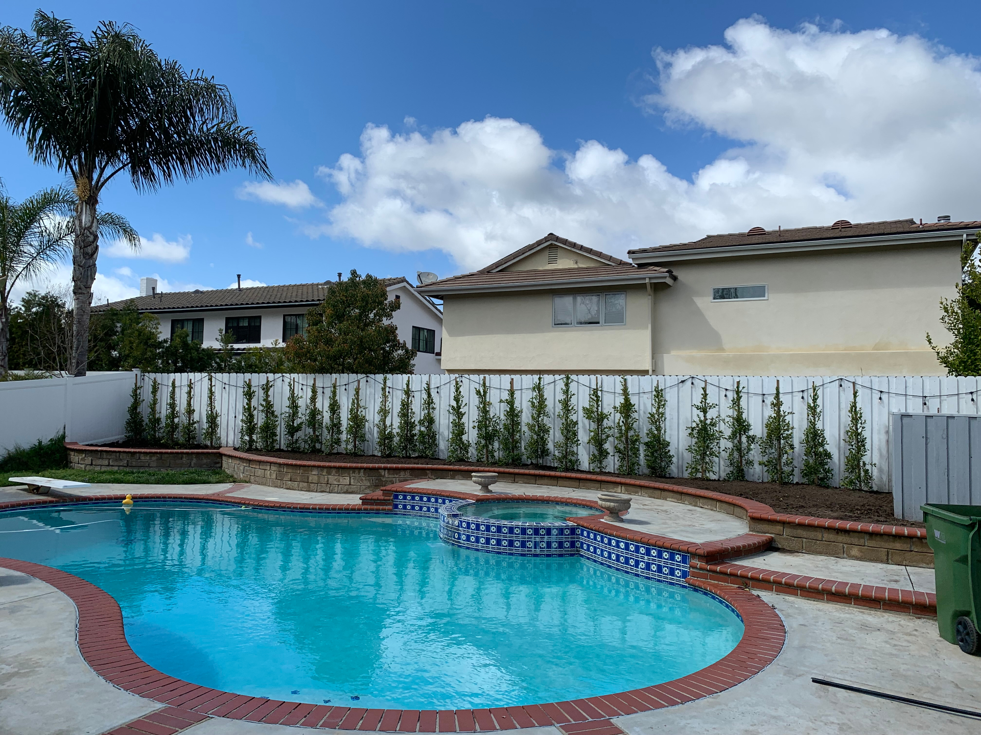 Newly planted Ficus privacy hedge along a white fence behind a backyard pool
