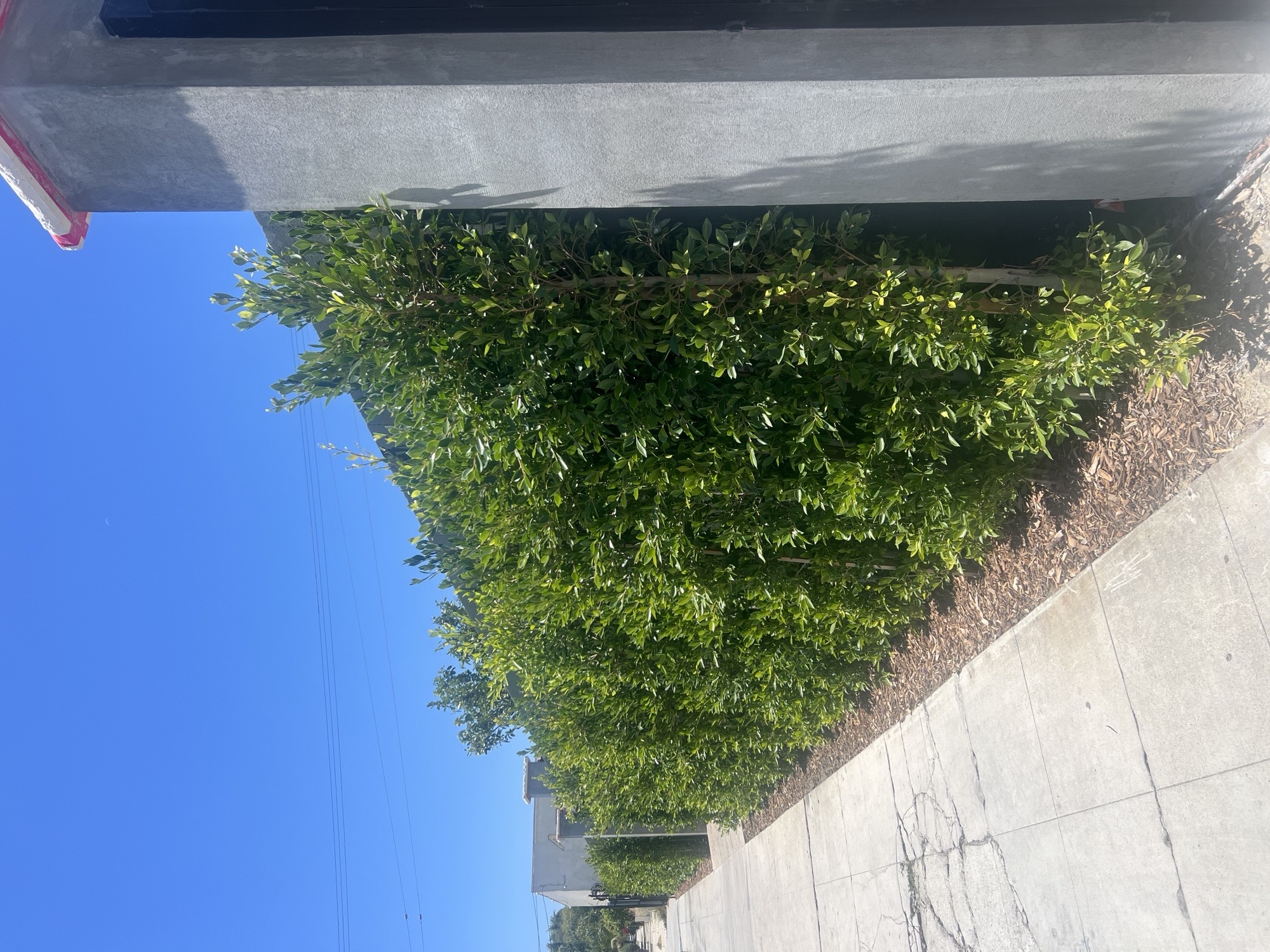 Freshly installed row of Ficus trees creating a privacy screen along a dark block wall