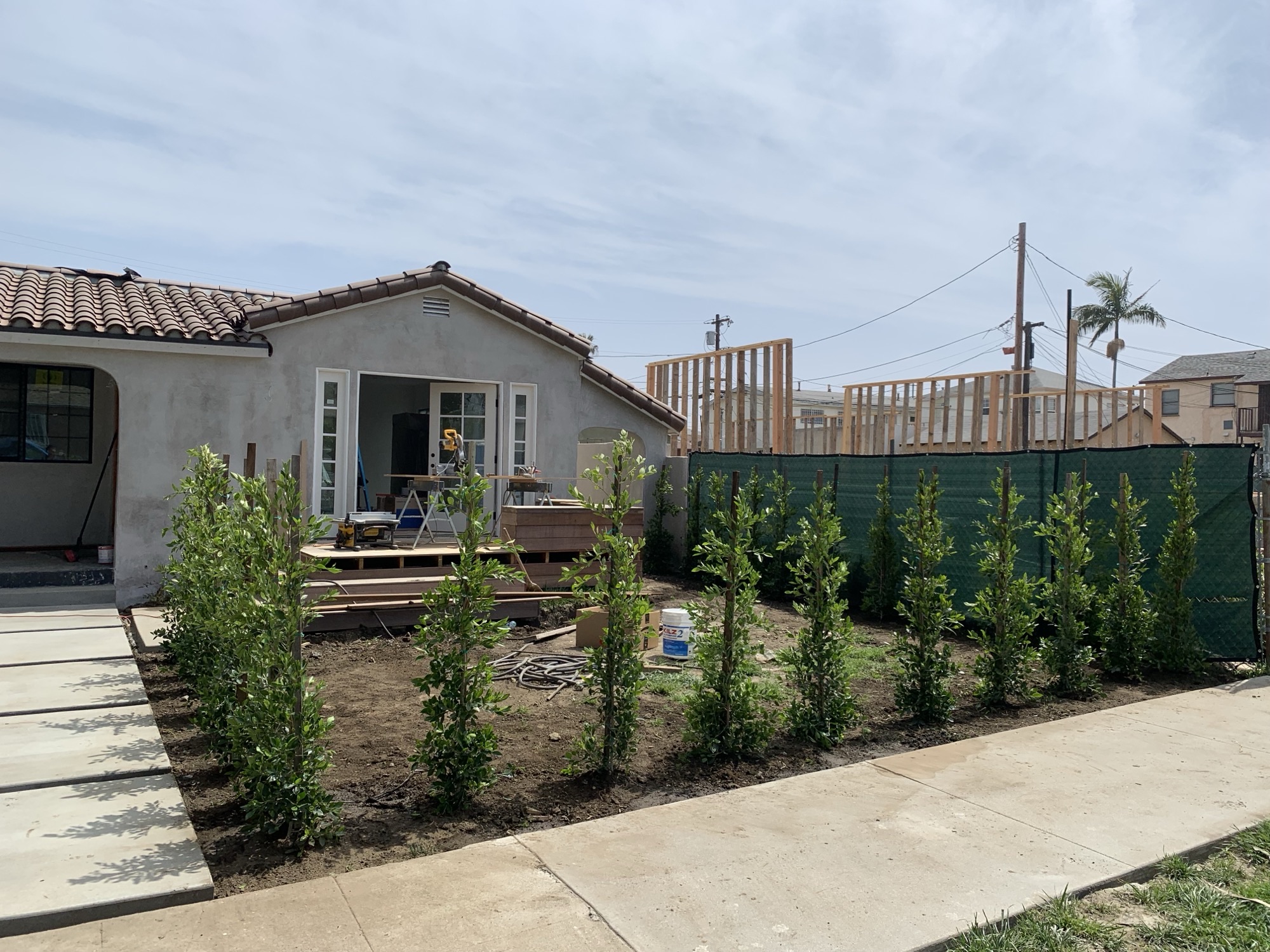 Young Ficus hedge installation in a front yard during a home build