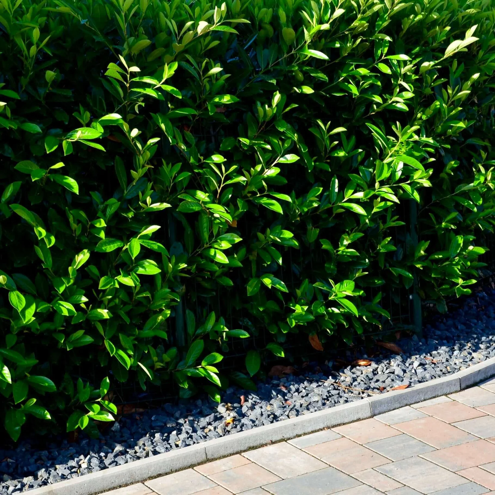 Carolina Cherry Laurel