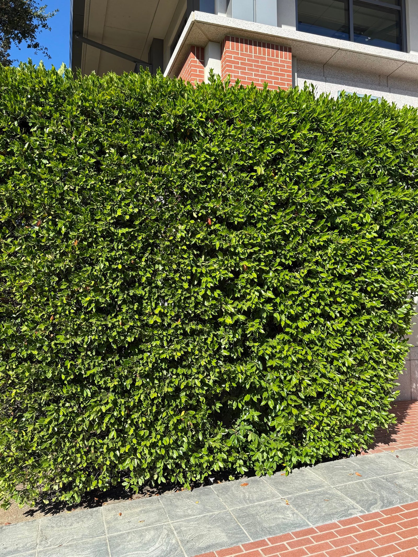 Carolina Cherry Laurel