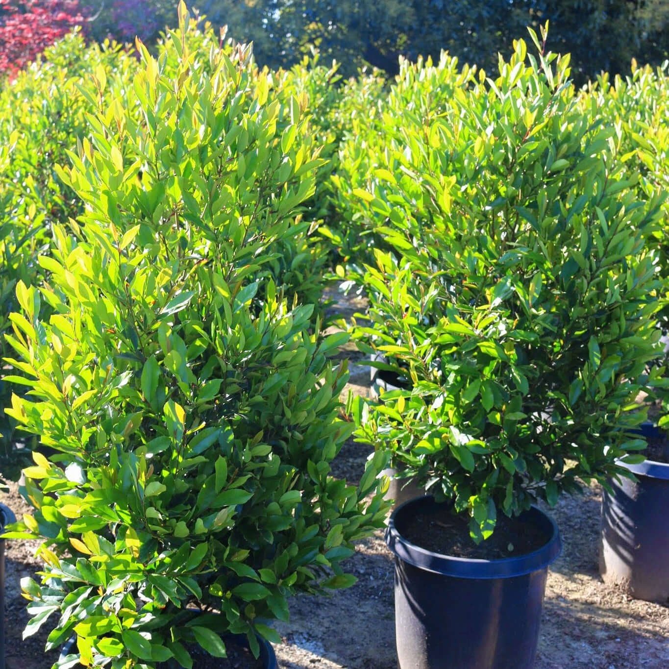 Carolina Cherry Laurel