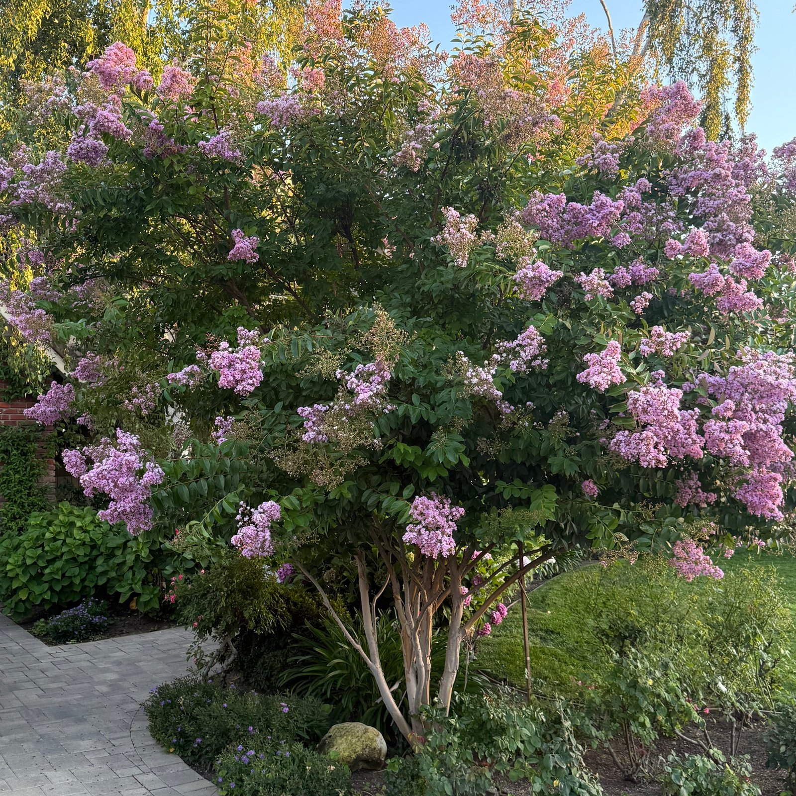 Crape Myrtle