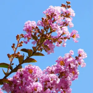 Crape Myrtle