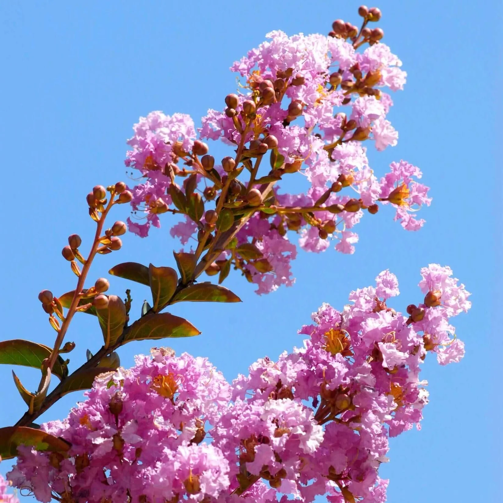Flowering specimen tree canopy