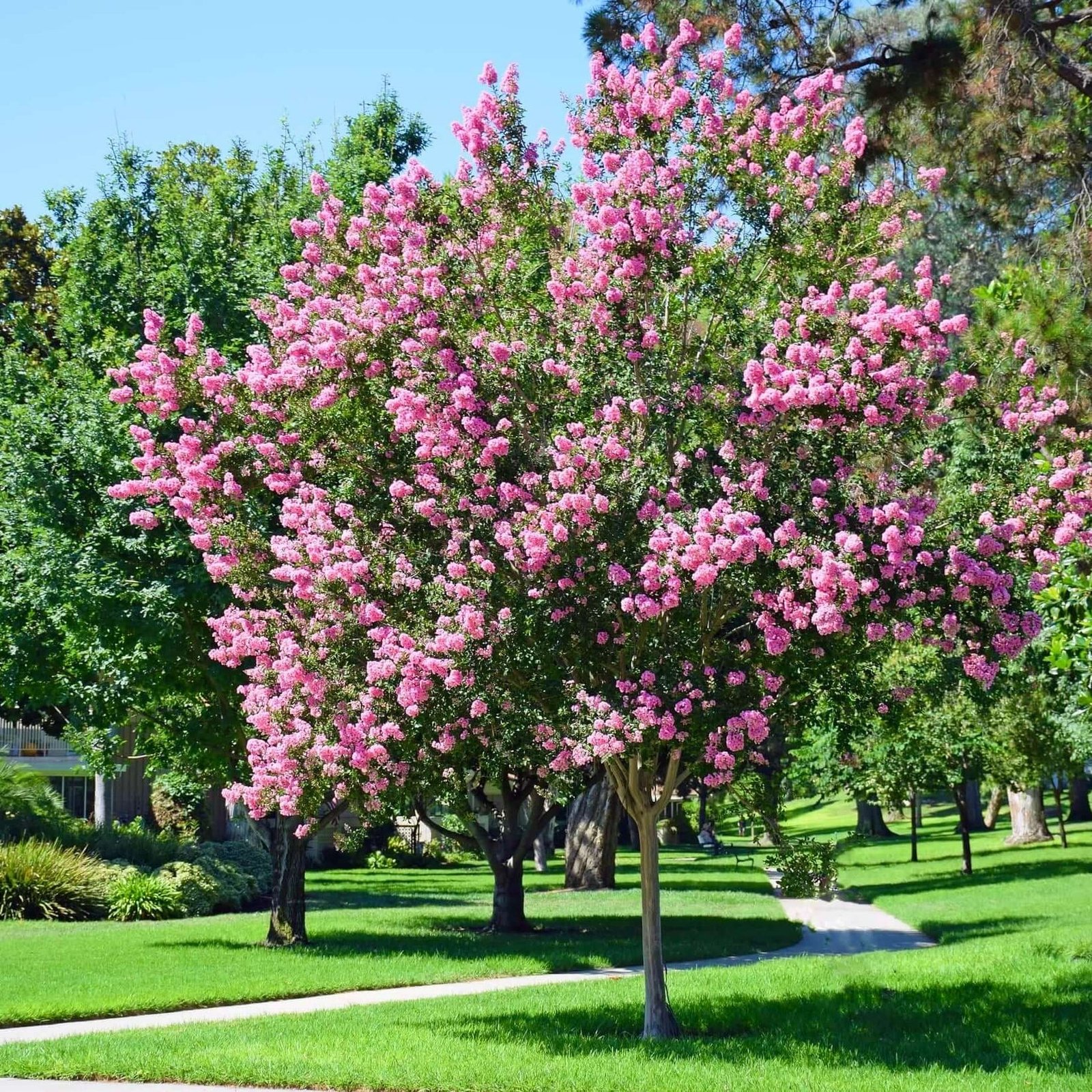 Crape Myrtle