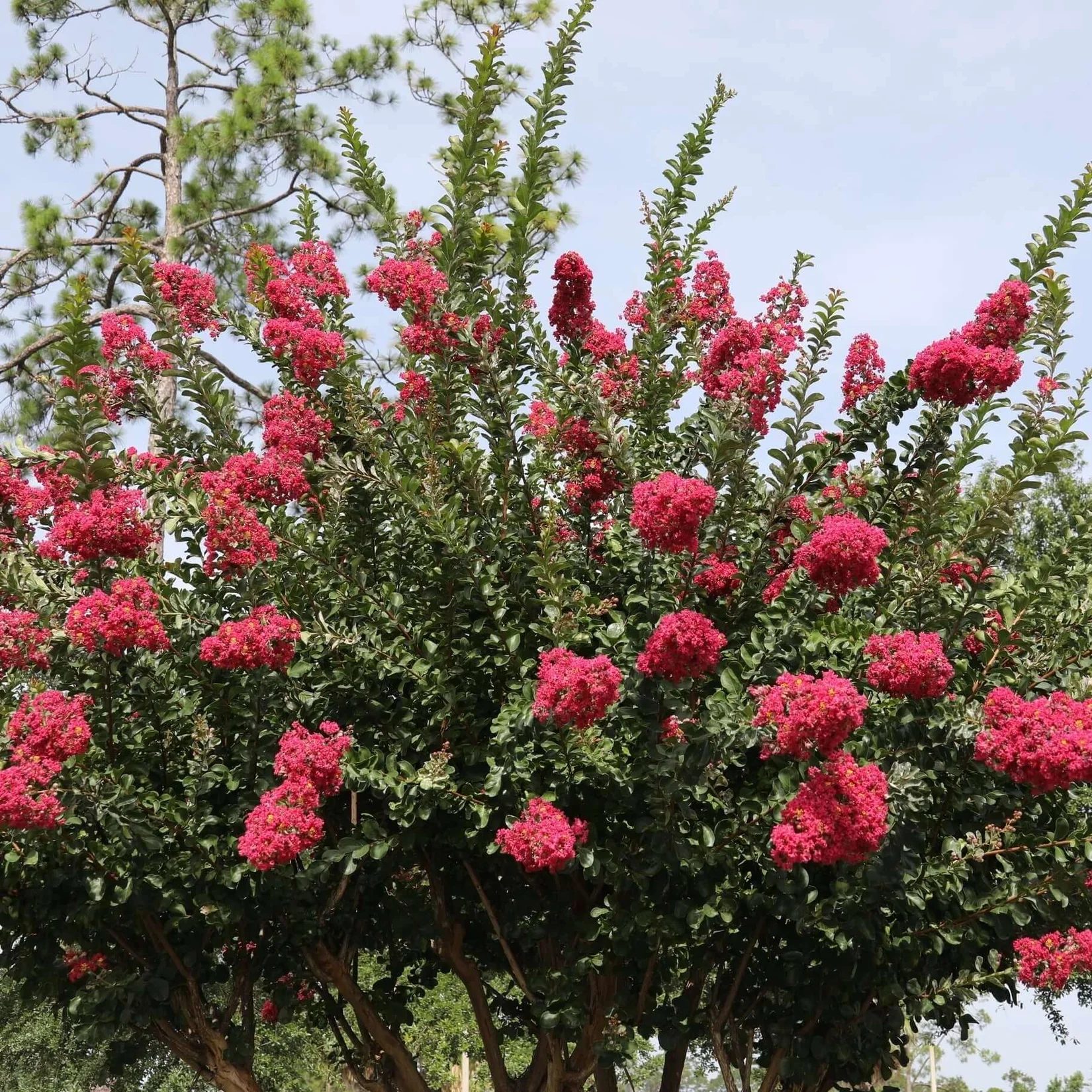 Crape Myrtle