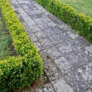 Dwarf English Boxwood