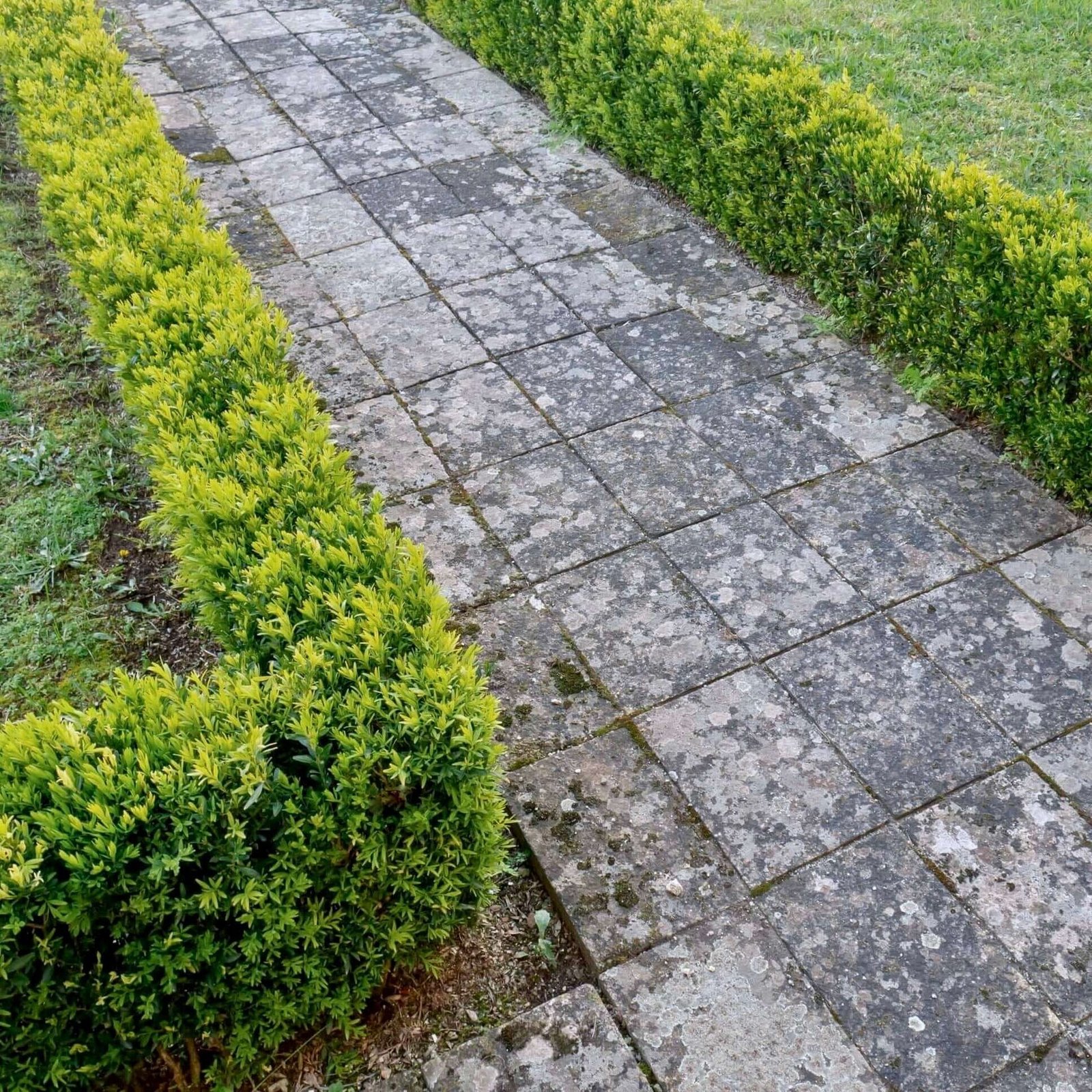 Clipped formal boxwood border
