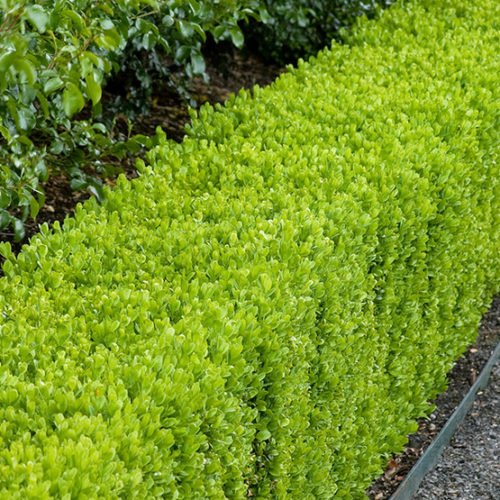 Dwarf English Boxwood