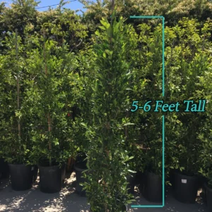 Indian Laurel