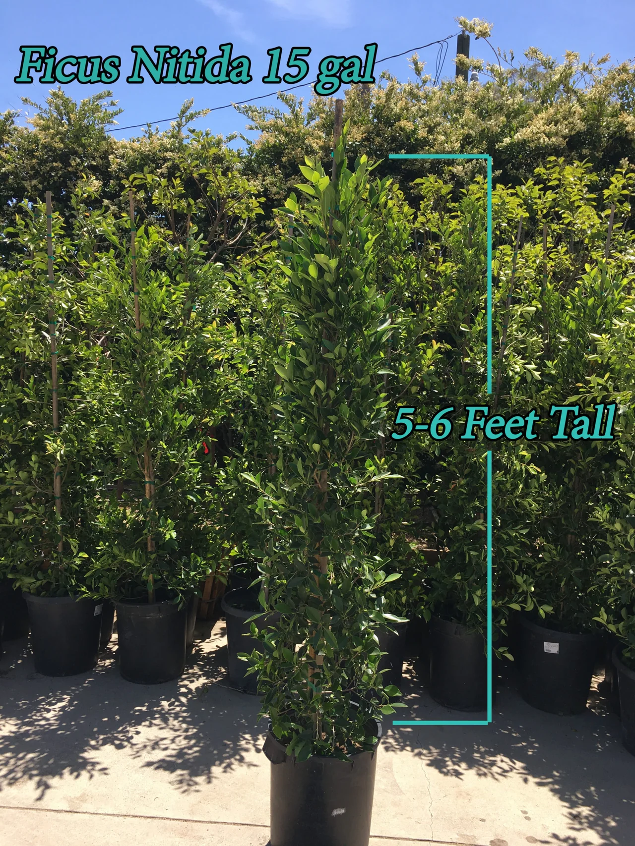 Indian Laurel (Ficus Nitida)