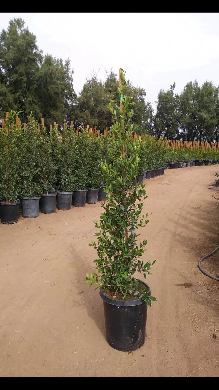 Indian Laurel