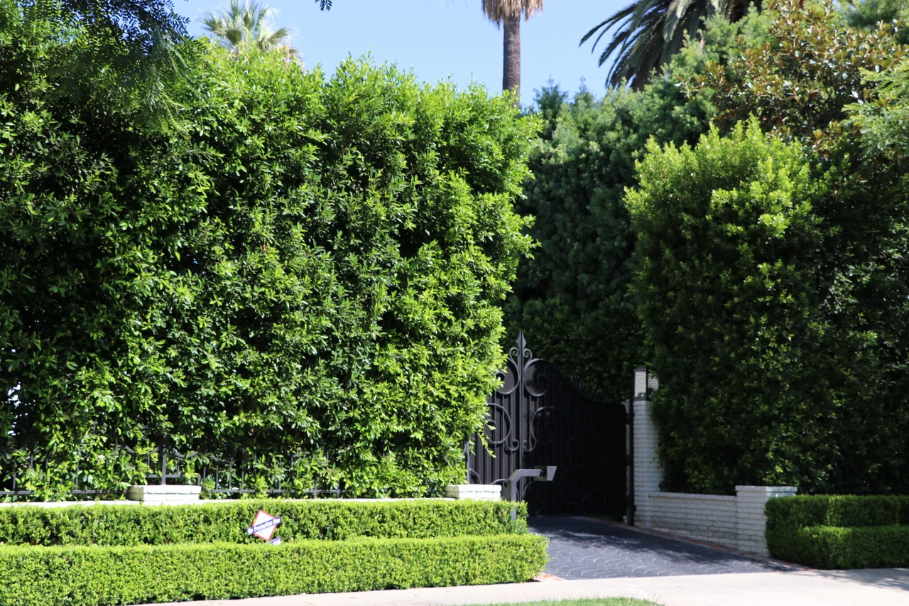 Dense evergreen Ficus privacy hedge foliage
