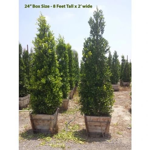 Indian Laurel