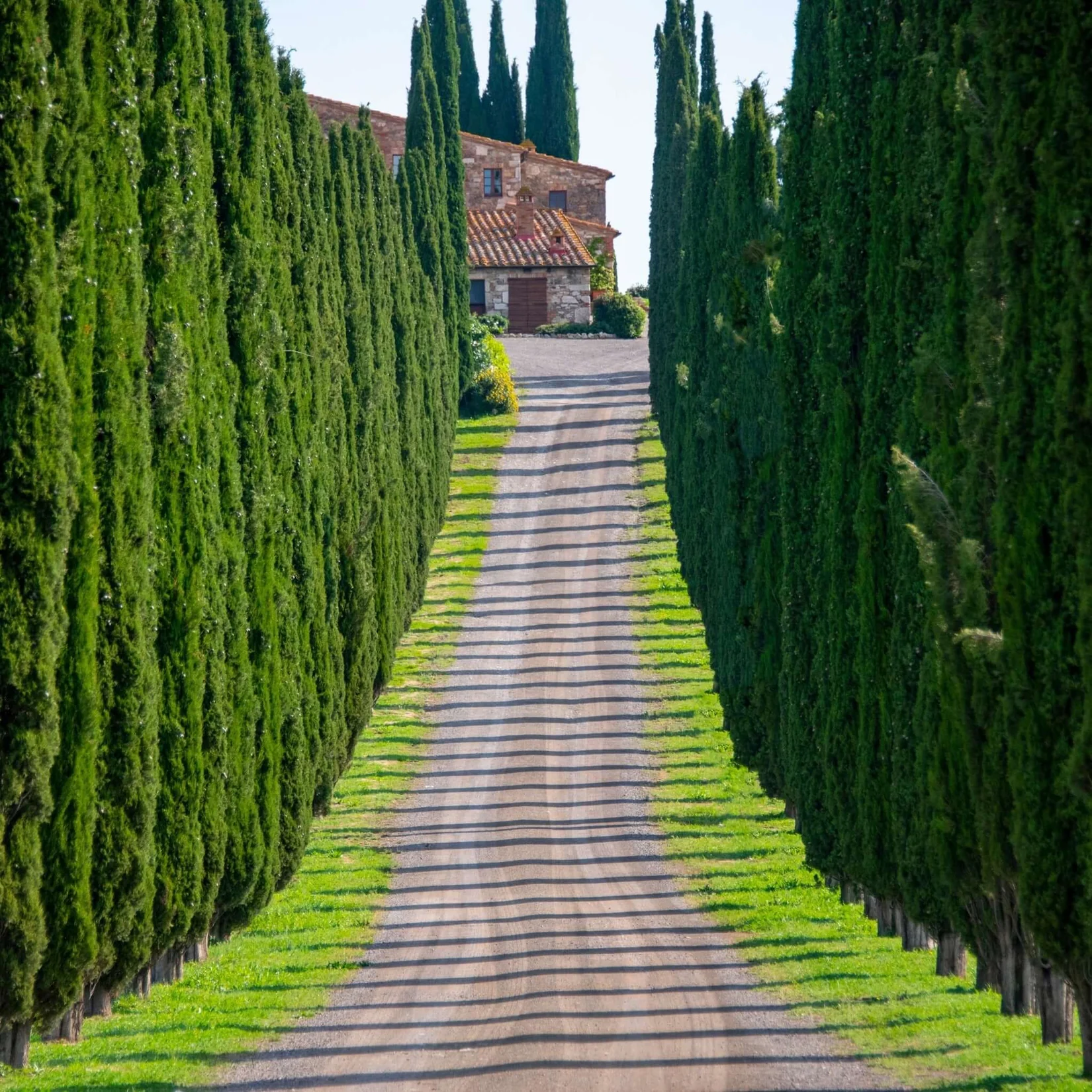 Italian Cypress