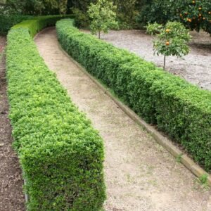 Japanese Boxwood