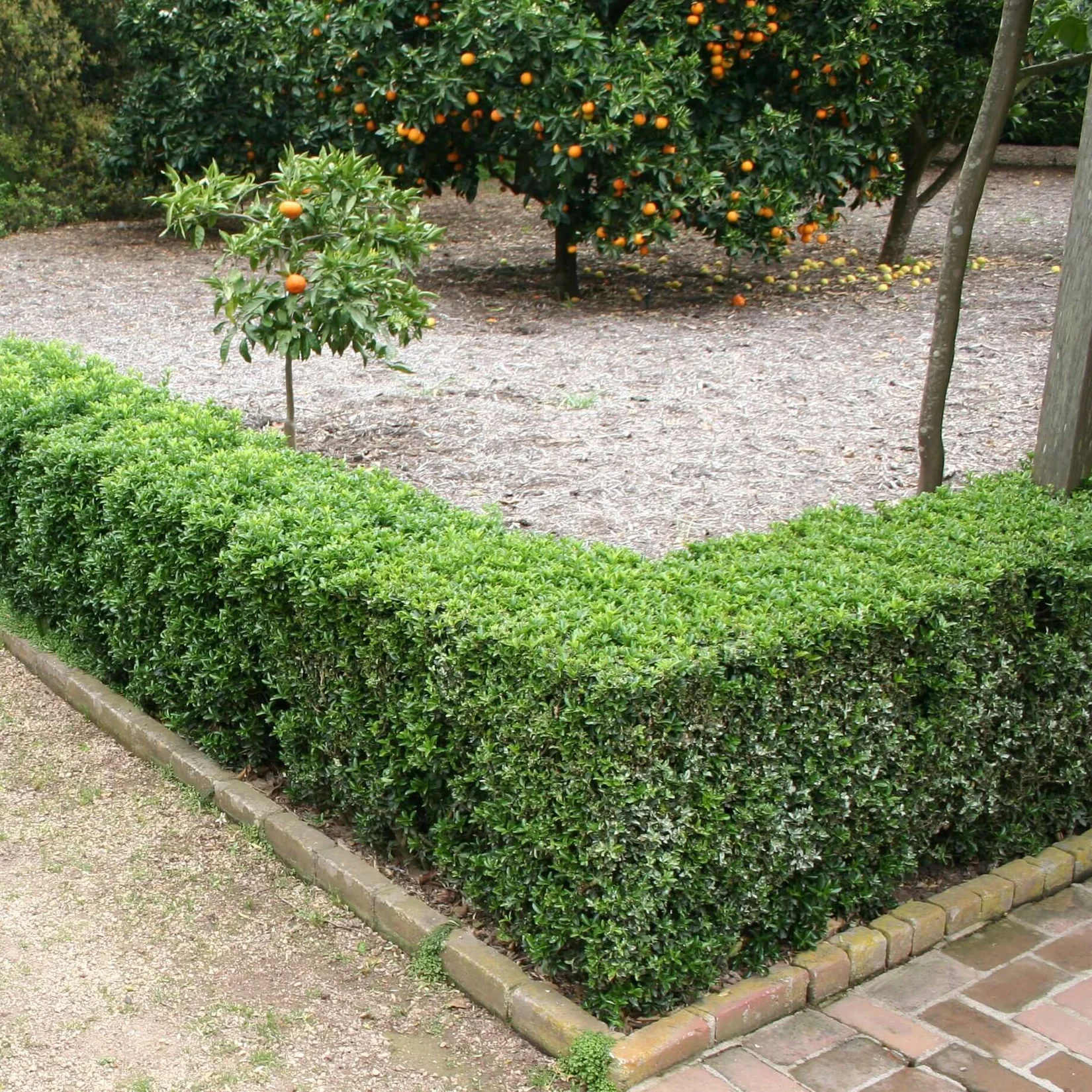 Japanese Boxwood