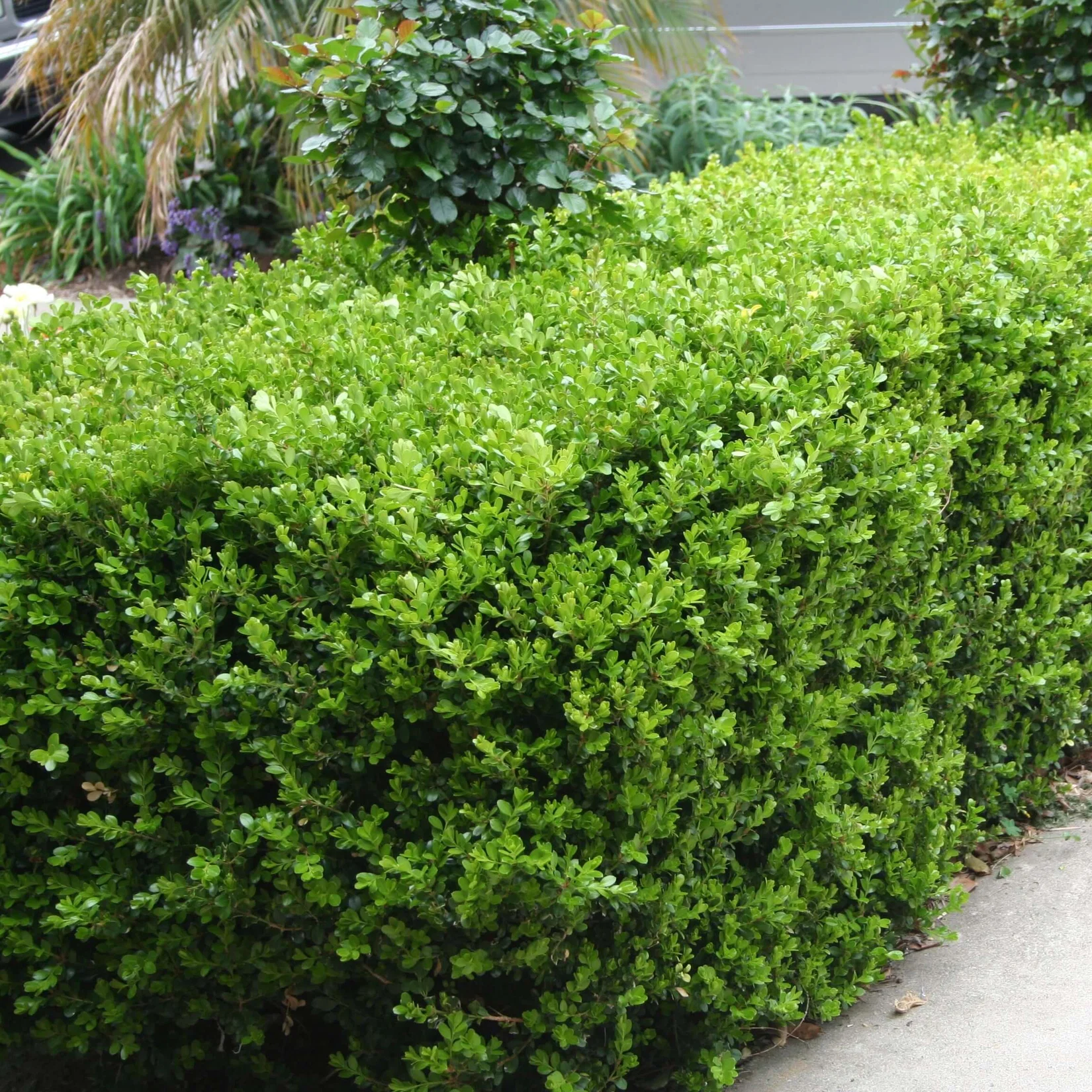 Japanese Boxwood