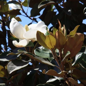 Little Gem Magnolia