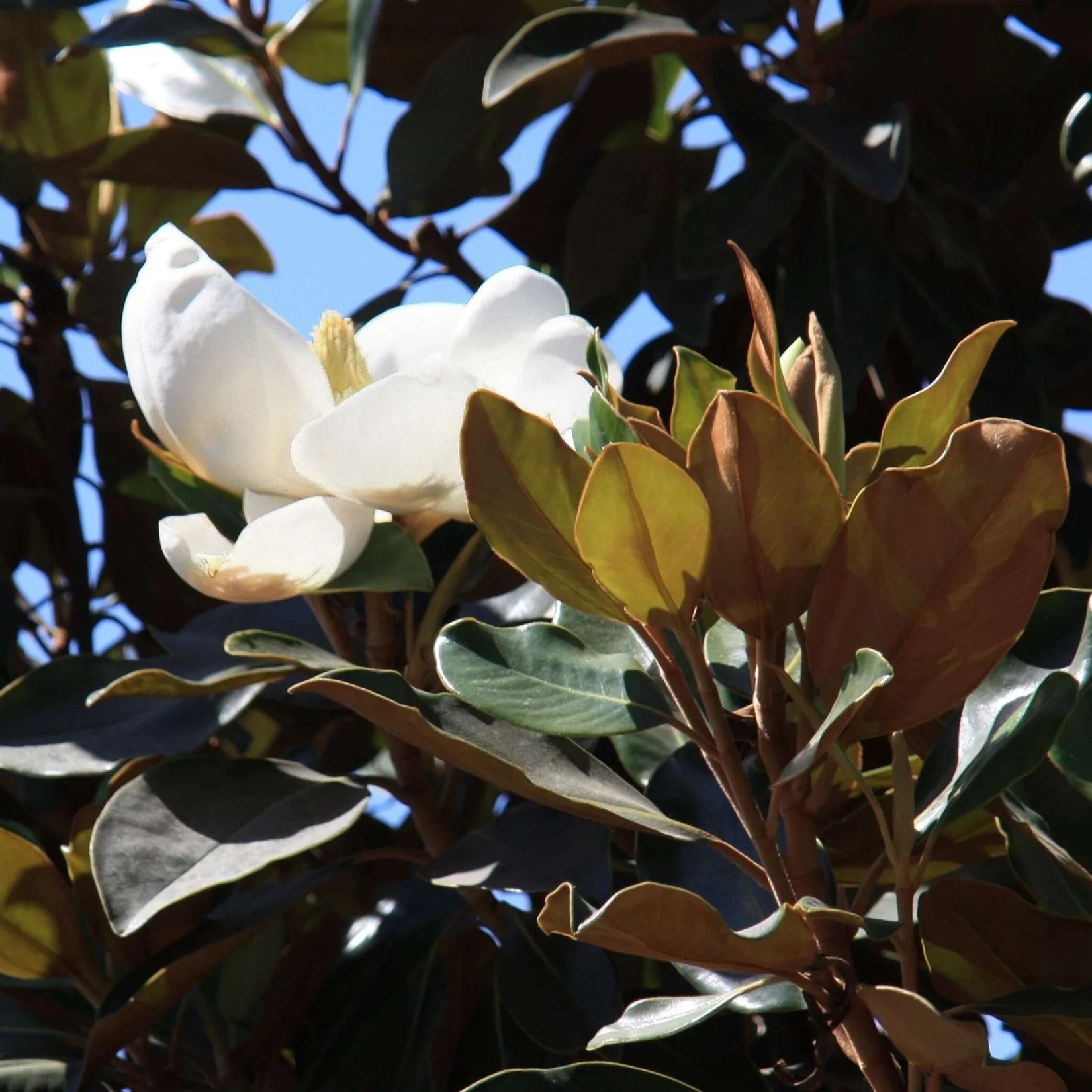 Little Gem Magnolia
