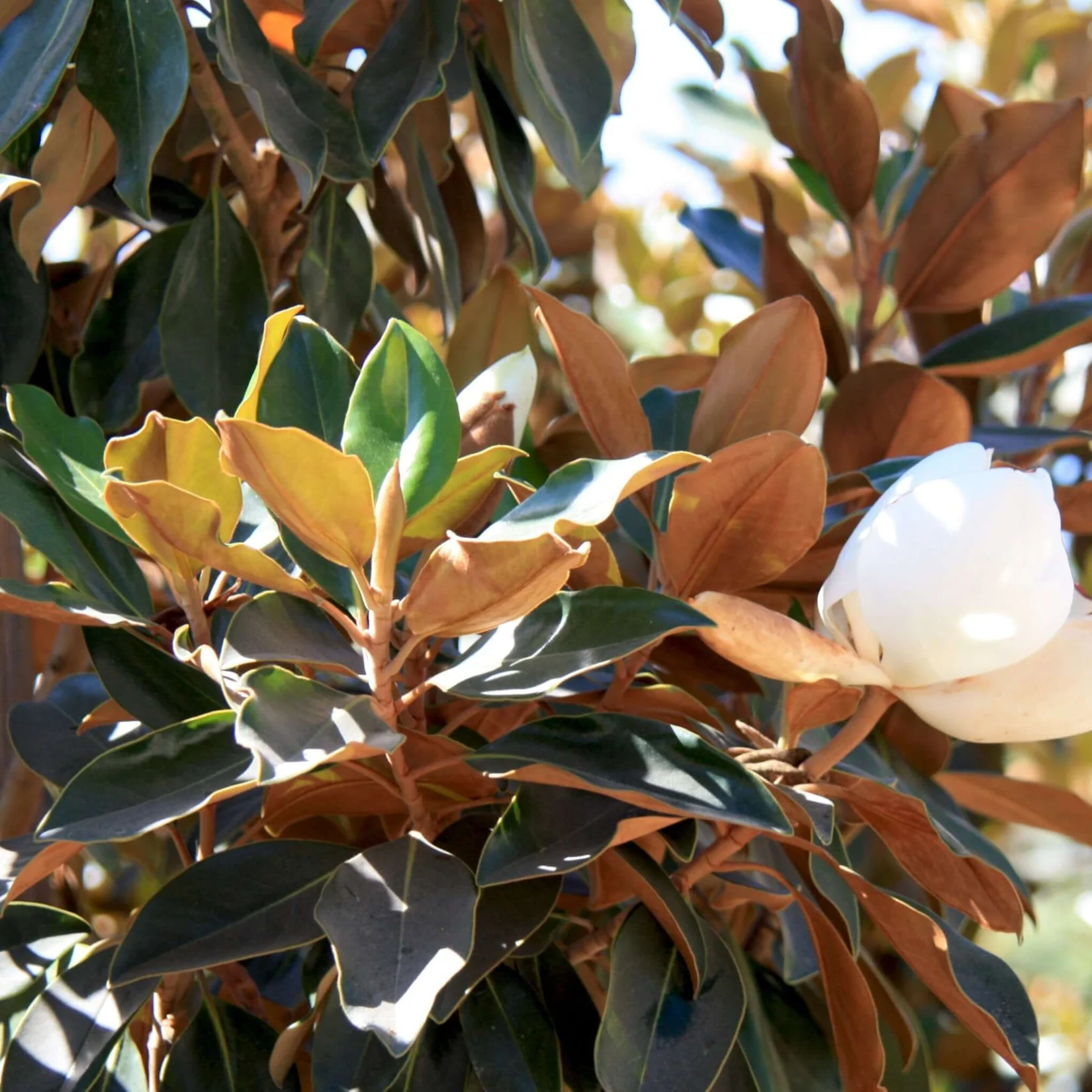 Little Gem Magnolia