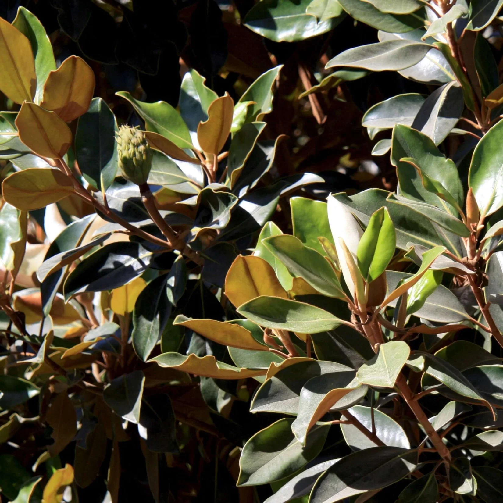 Little Gem Magnolia