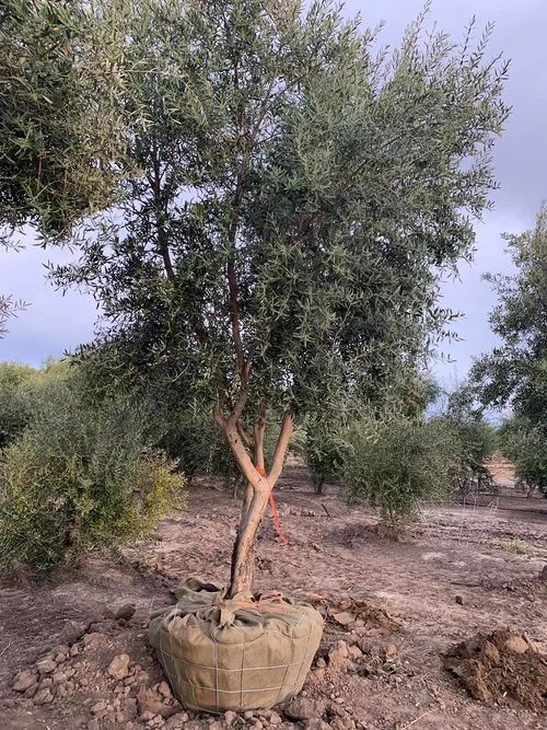 Manzanillo Olive Tree