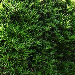 Podocarpus Gracilior