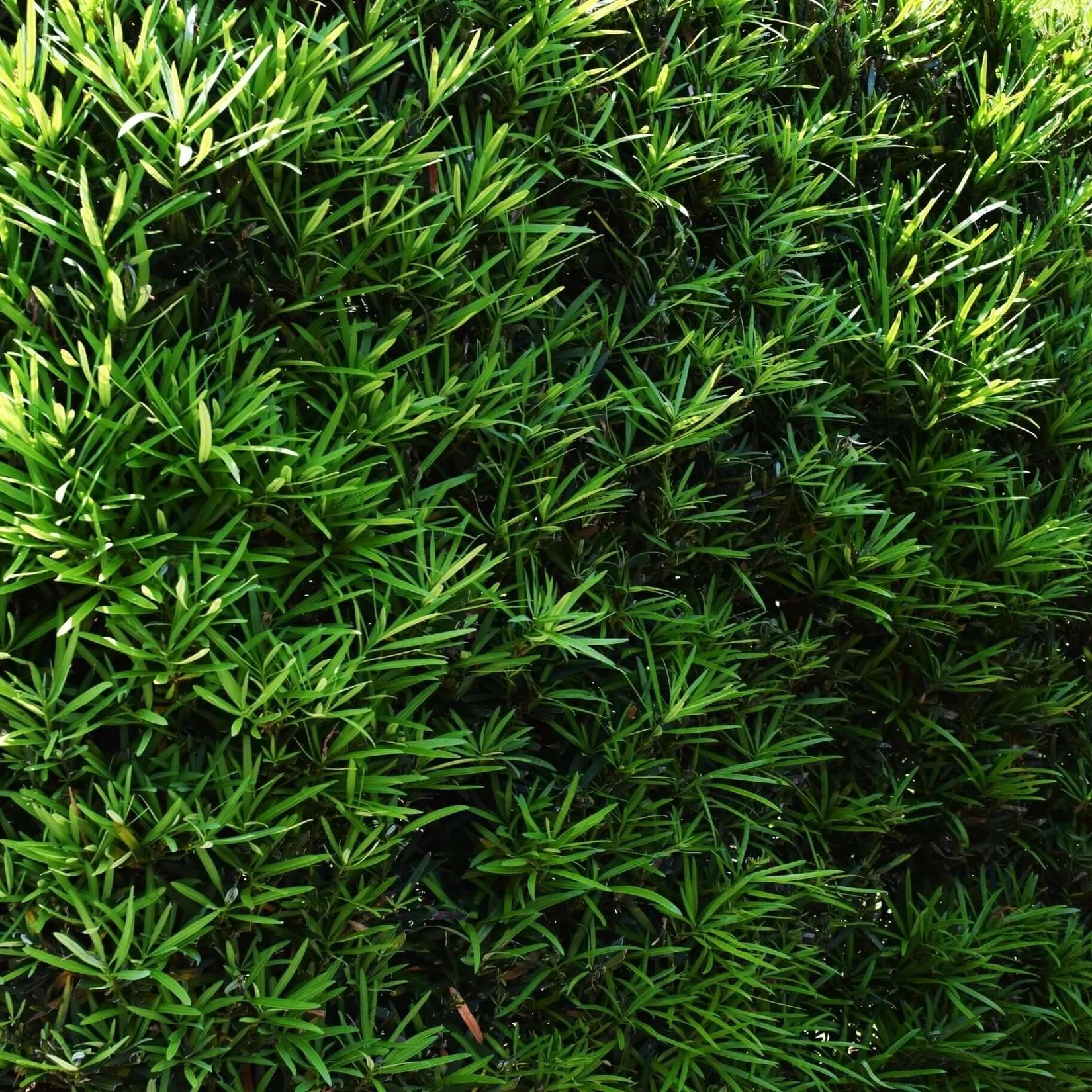 Podocarpus Gracilior (Fern Pine)