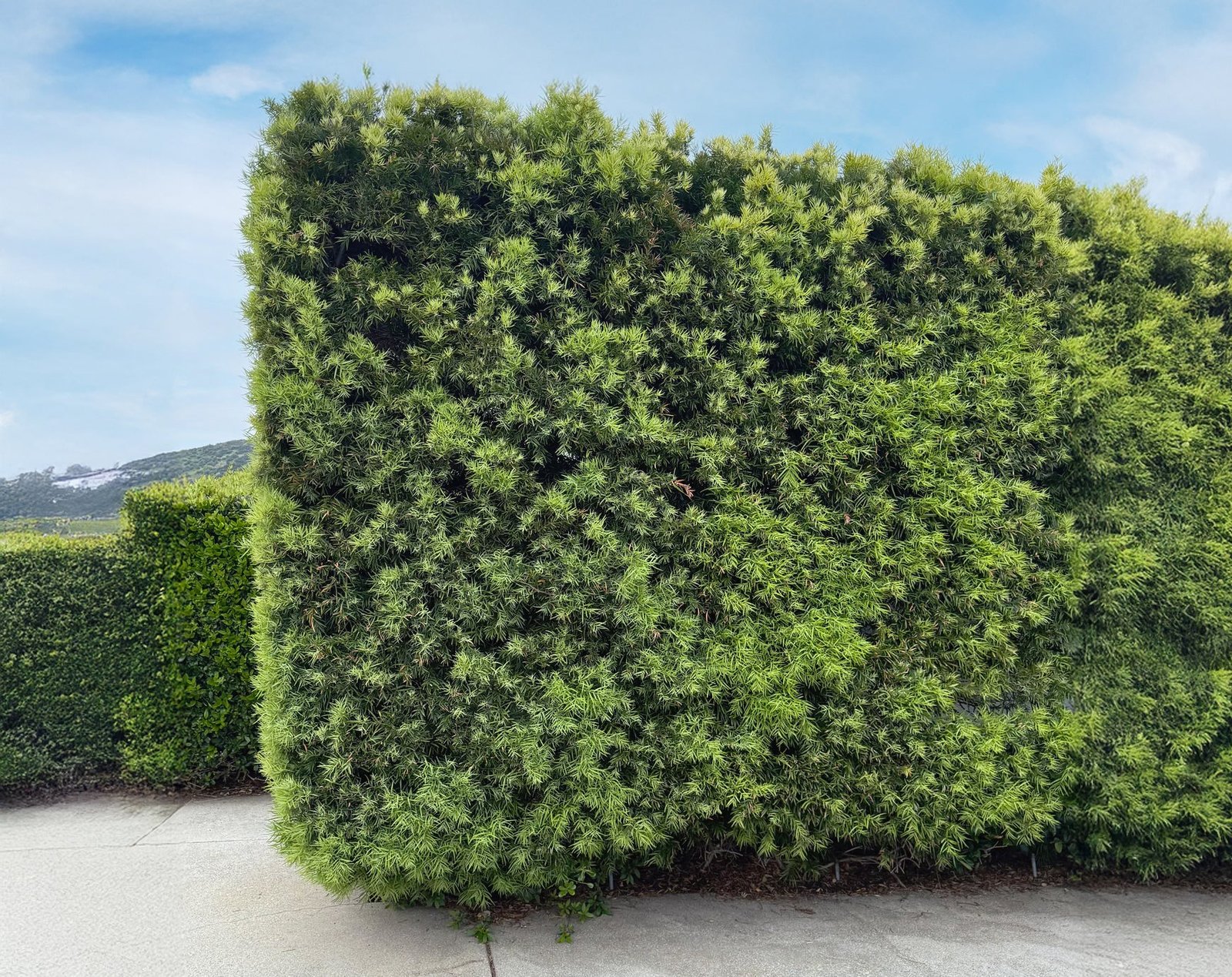 Podocarpus Gracilior (Fern Pine)