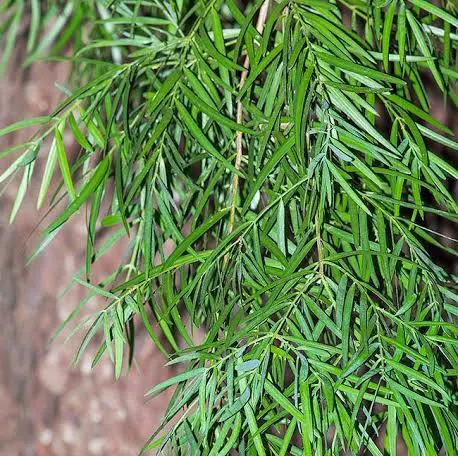 Podocarpus Gracilior (Fern Pine)
