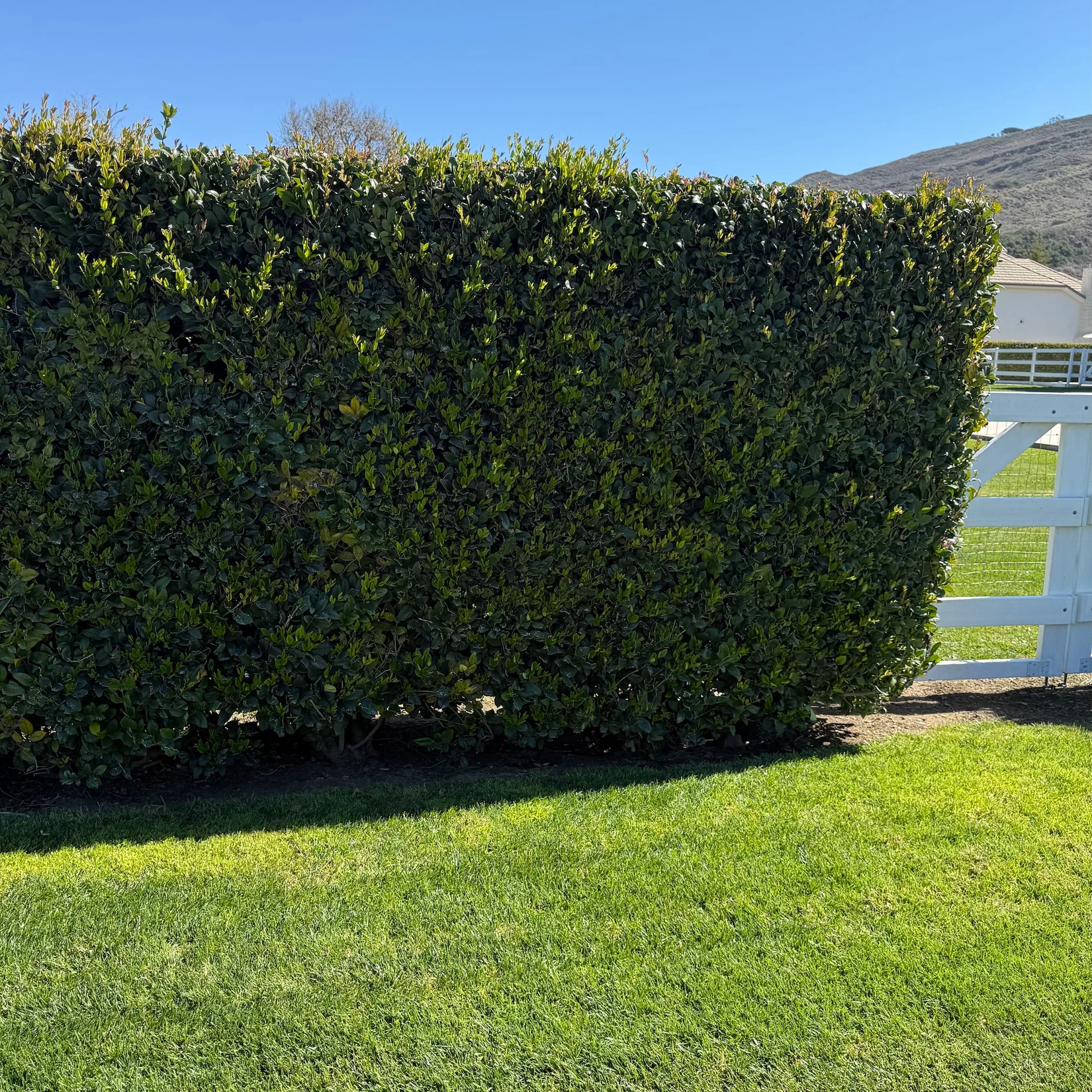 Waxleaf Privet