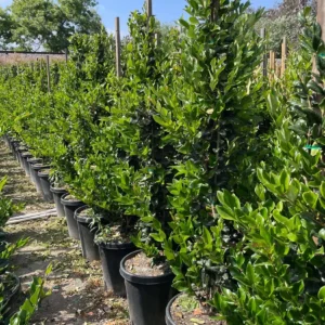 Waxleaf Privet