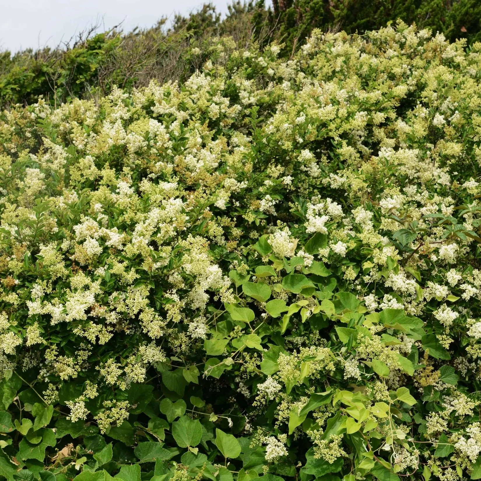 Waxleaf Privet