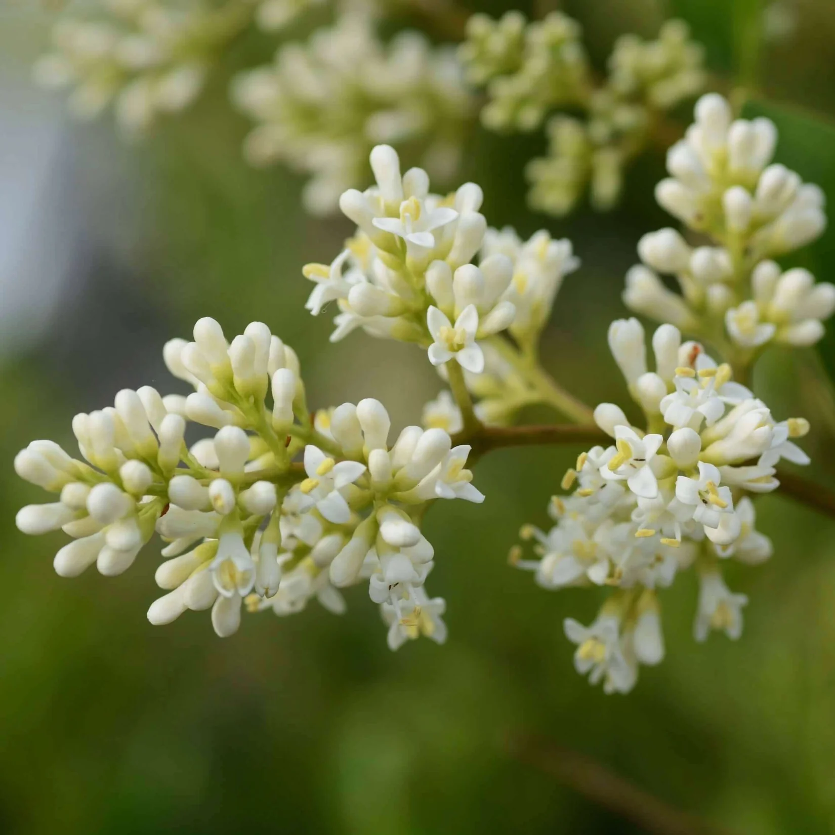Waxleaf Privet